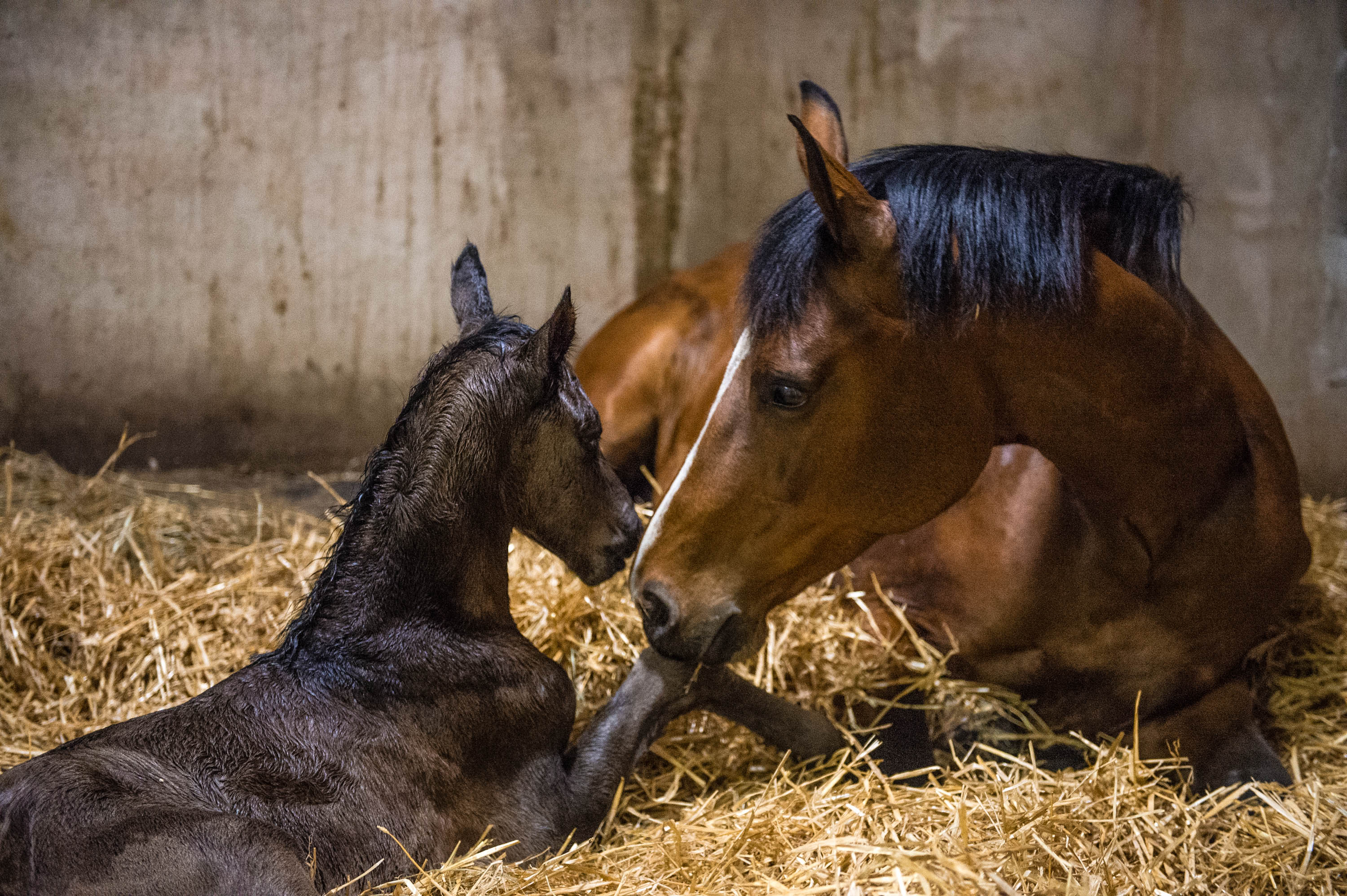 LowStress Foal Weaning